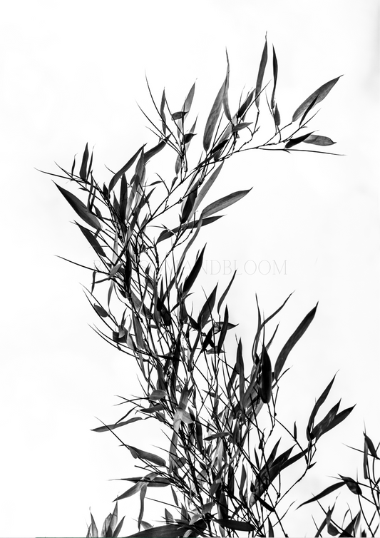 Black & White Bamboo