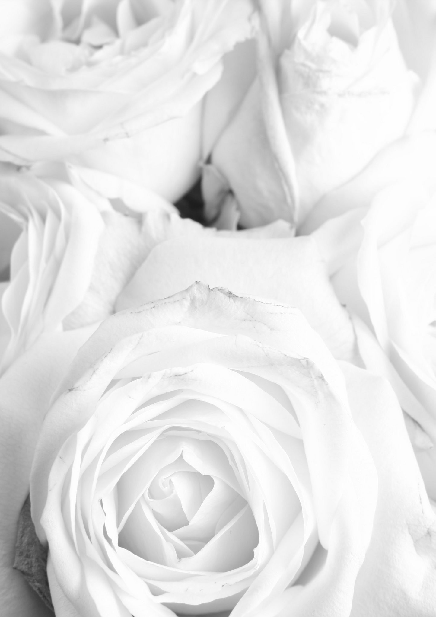 Black & White Roses