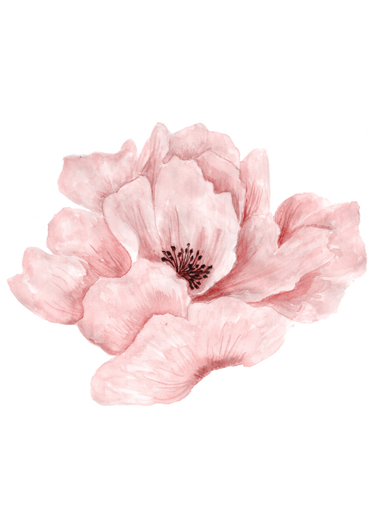 Pink Poppy