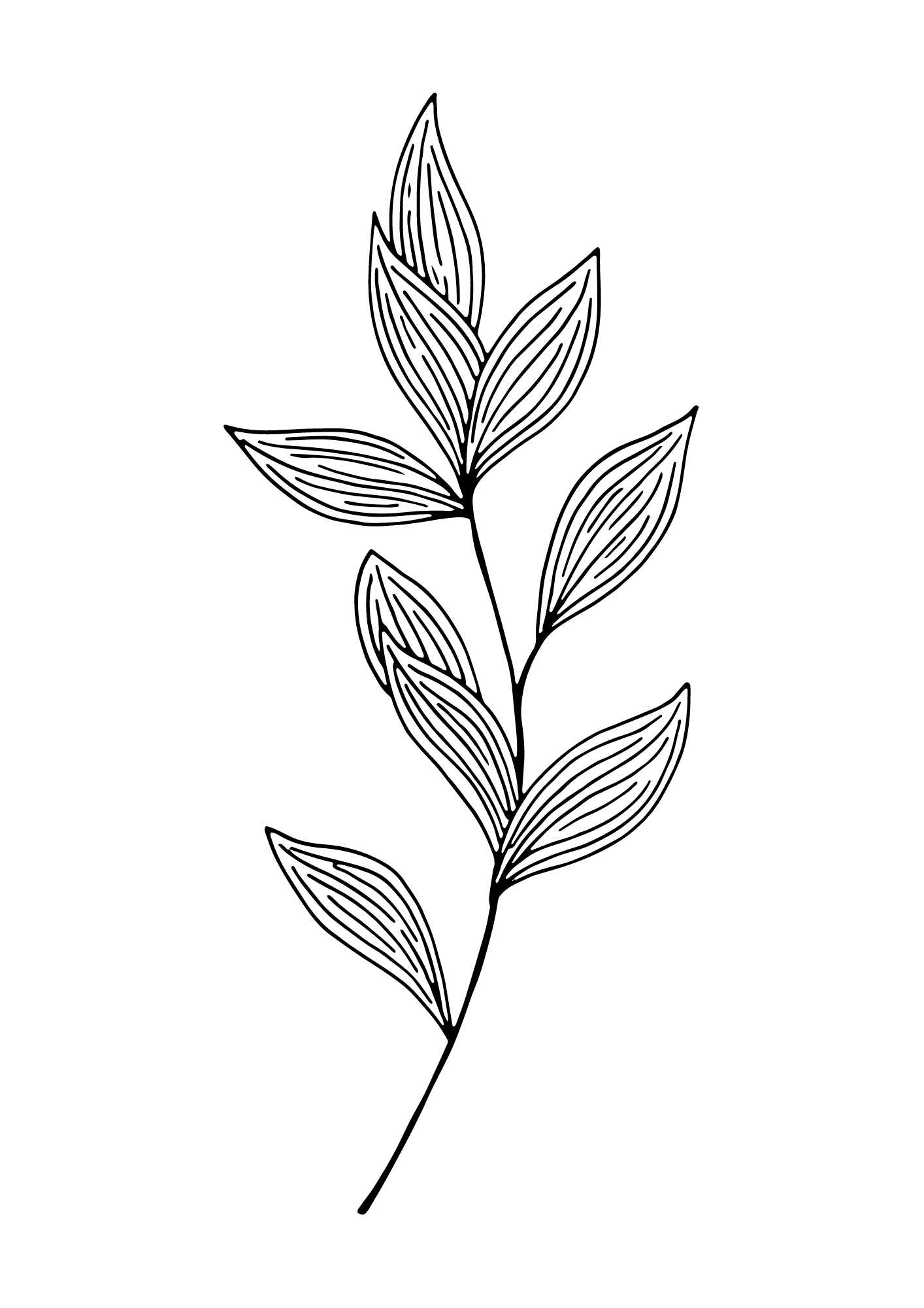 Eucalyptus Illustration