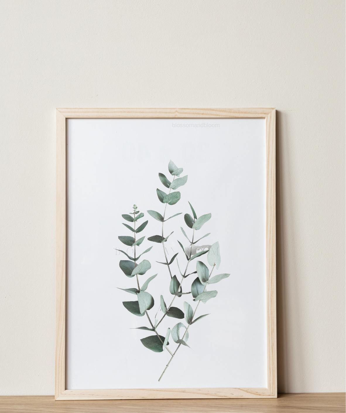 Eucalyptus