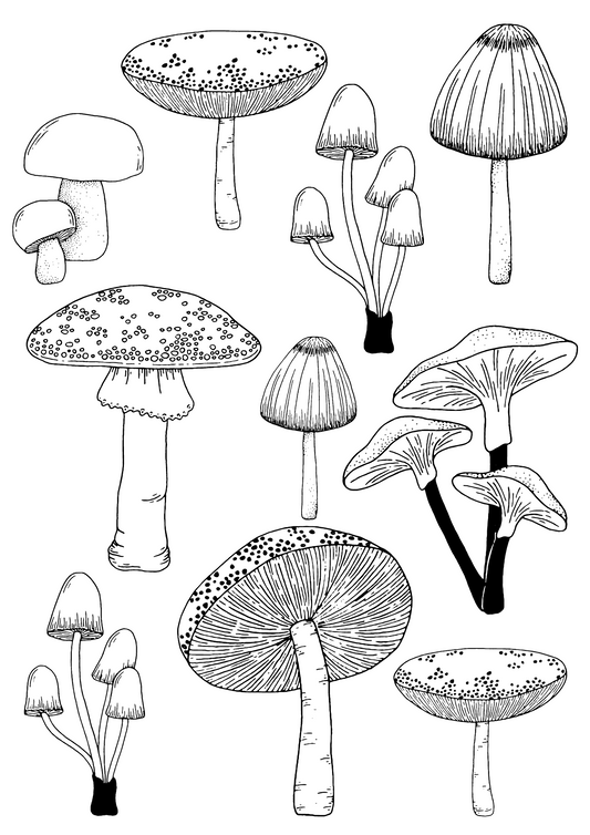 Line Art Mushrooms