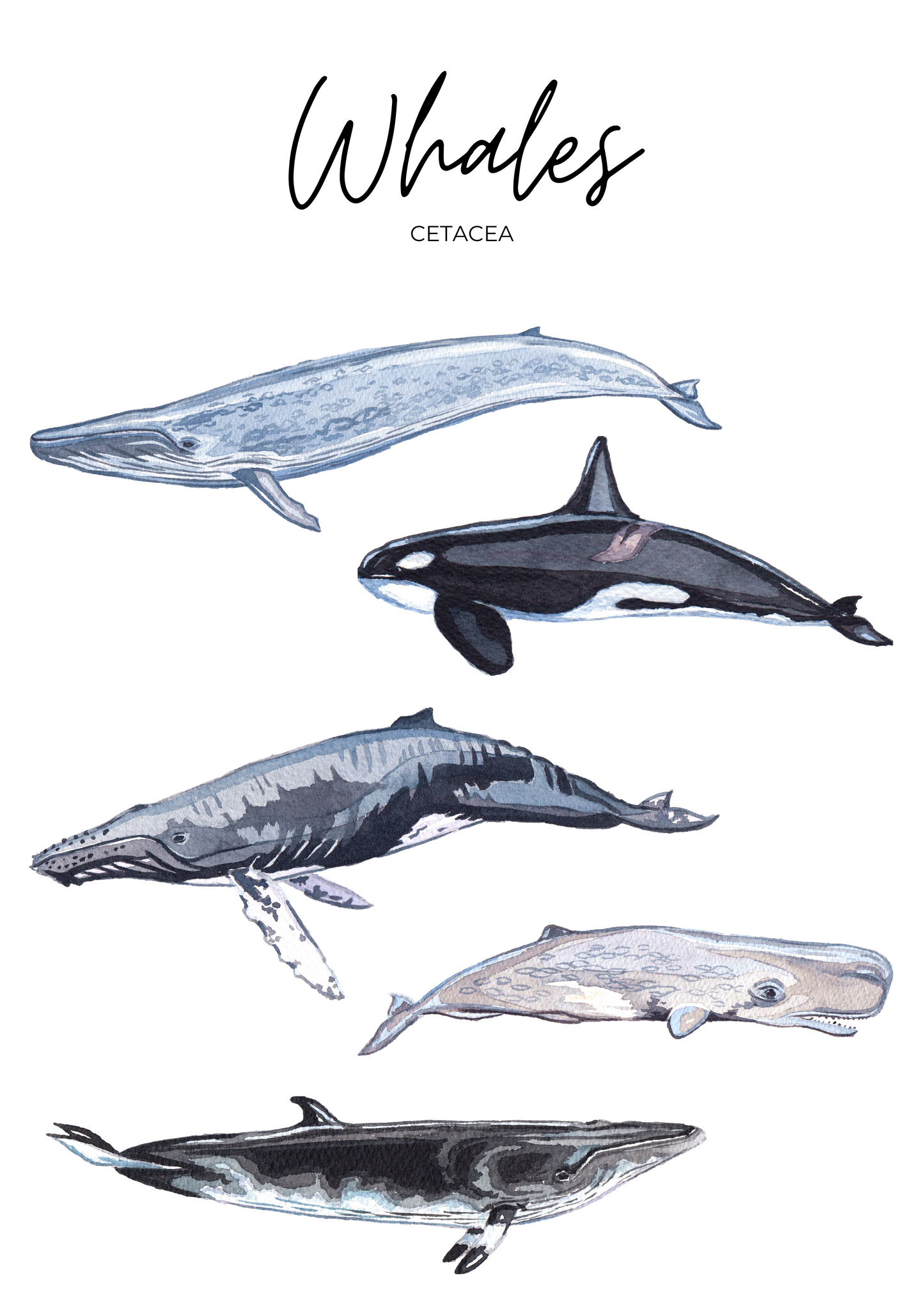 Children’s Whales Print